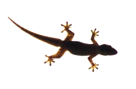 teblin-gecko